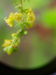 Ribes punctatum