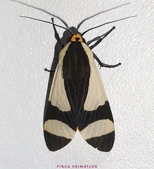 Pryteria alboatra