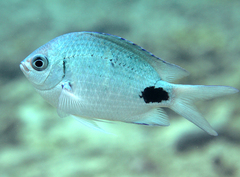 False-Eye Damsel photo 5