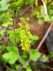 Ribes punctatum