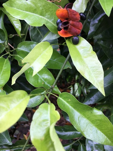 Archidendron ellipticum observed 2017-05-22
