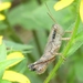 Scudder's Short-winged Grasshopper - Photo (c) Paul Winn, some rights reserved (CC BY-NC), uploaded by Paul Winn