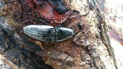 Chalcolepidius rugatus