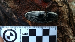 Chalcolepidius rugatus