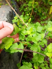 Ribes punctatum