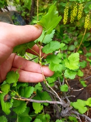 Ribes punctatum