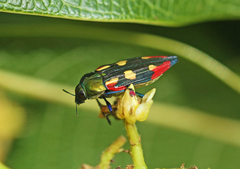 Castiarina producta
