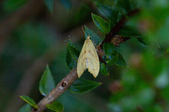 Palaephatus luteolus