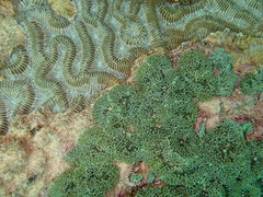 Ricordea florida
