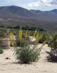 Stanleya pinnata pinnata