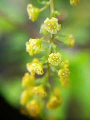 Ribes punctatum