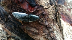 Chalcolepidius rugatus