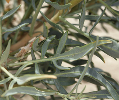 Stanleya pinnata pinnata