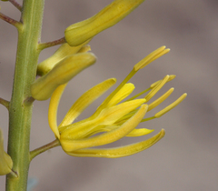 Stanleya pinnata pinnata