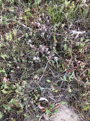 Chloropyron maritimum