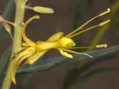 Stanleya pinnata pinnata