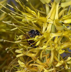 Stanleya pinnata pinnata