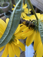 Xylocopa virginica image