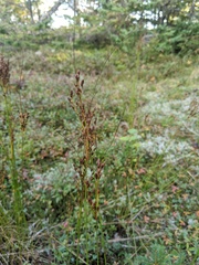 Juncus greenei