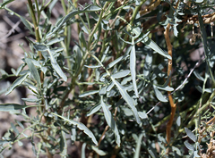 Stanleya pinnata pinnata