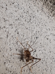 Tachycines asynamorus