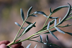 Stanleya pinnata pinnata