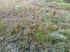 Juncus greenei