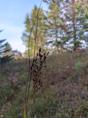Juncus greenei