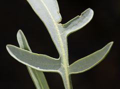 Stanleya pinnata pinnata