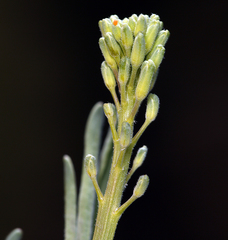 Stanleya pinnata pinnata