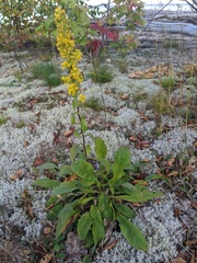 Solidago hispida hispida