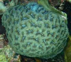 Isophyllia rigida