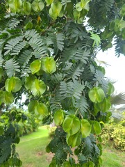 Gonopterodendron arboreum