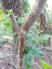 Myrcianthes fragrans