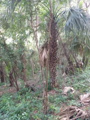 Myrcianthes fragrans