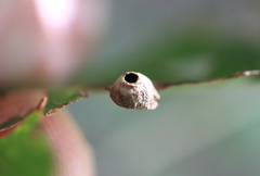 Andricus quercusutriculus