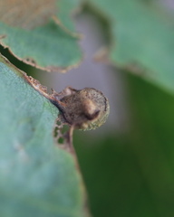 Andricus quercusutriculus