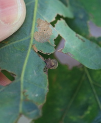 Andricus quercusutriculus