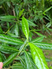 Stenostomum resinosum