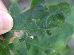Andricus quercusutriculus