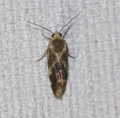 Acontia detrita