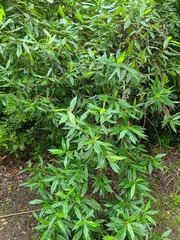 Stenostomum resinosum