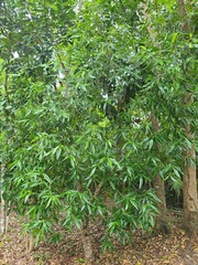 Stenostomum resinosum