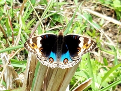 Junonia orithya