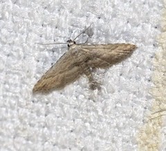 Araeopteron canescens