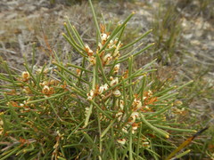 Hakea vittata