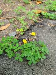 Arachis repens