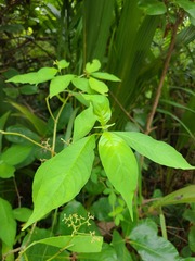 Palicourea pubescens