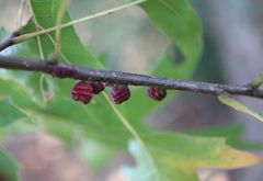 Kokkocynips difficilis