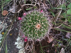Mammillaria polyedra